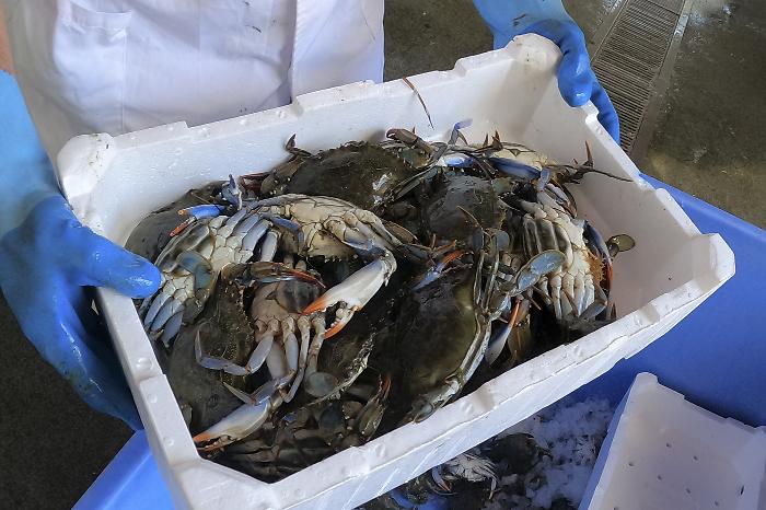 Granchio blu in Maremma: da incubo a risorsa?