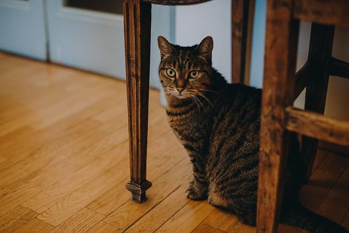 "Aiutateci a ritrovare la nostra gattina Cocò: si è persa all'Argentario, siamo disperati"