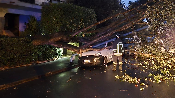 Albero caduto a Principina  a mare
