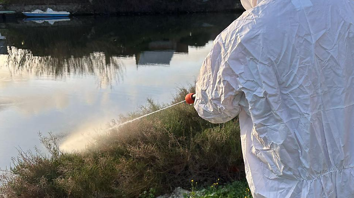 Disinfestazione antilarvale Orbetello