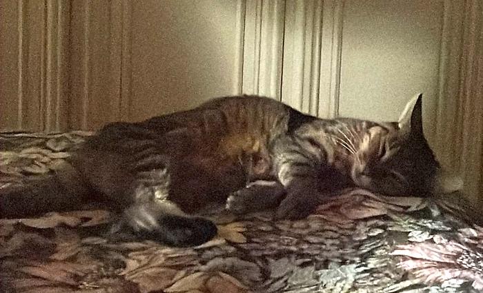Bentornata Cocò: ritrovata dopo 20 giorni la gattina scomparsa all’Argentario