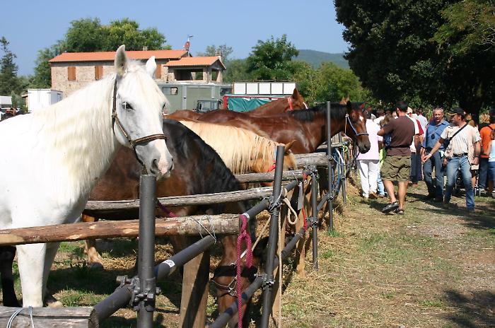 Butteri, spettacoli equestri, mezzi agricoli, mercato: torna la Fiera di Ghirlanda 