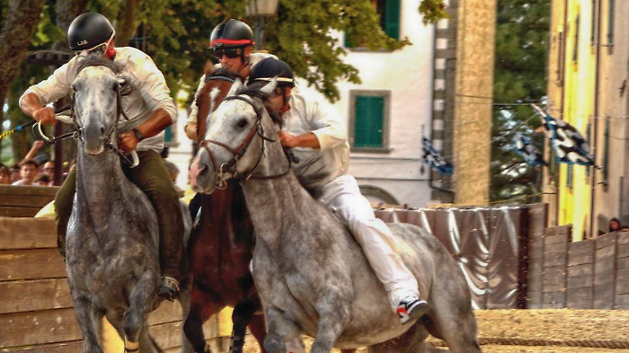 Palio di Castel del Piano, è record di cavalli: mai così tanti iscritti alle visite veterinarie. Ci sono berberi del Palio di Siena