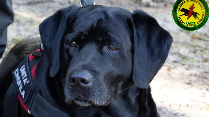 Addio a Tea, la labrador dei volontari Vab: "Dolore straziante, i cani sono angeli" 