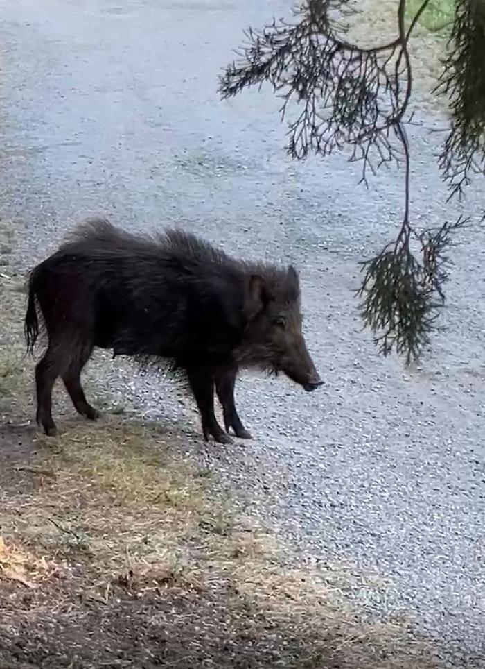 Catturati tre esemplari del branco di cinghiali vaganti in centro: ne resta uno libero 