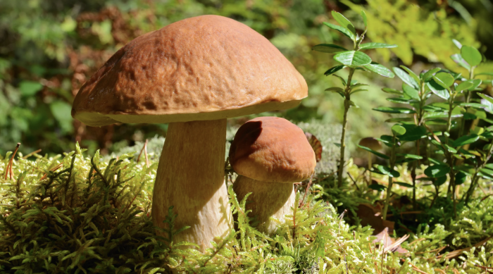 Cercare funghi in sicurezza: i consigli del prefetto per evitare rischi nei boschi