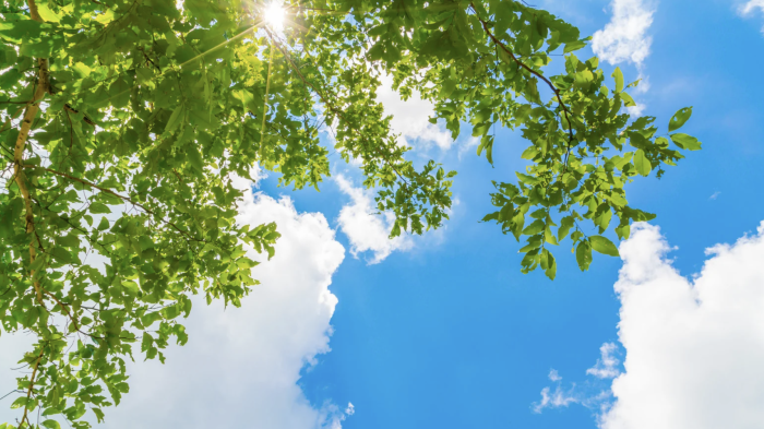 "Non tagliate quei 215 alberi": le associazioni ambientaliste insorgono