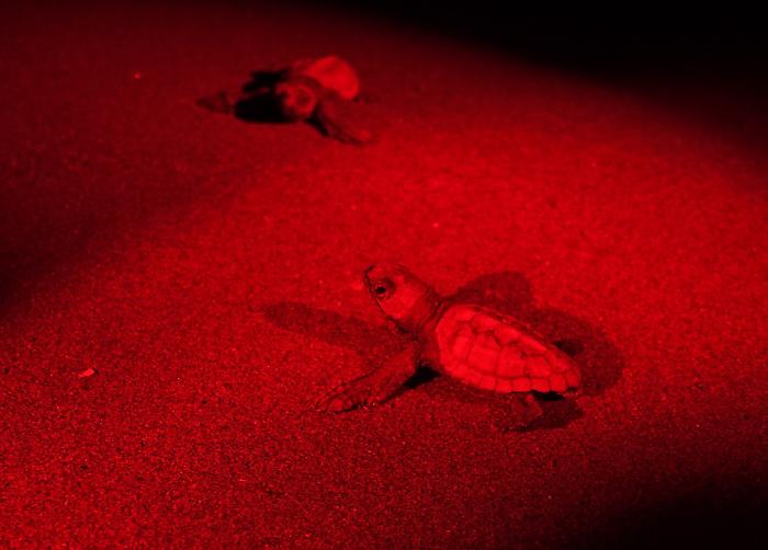 Il Parco della Maremma festeggia la nascita di 50 tartarughe Caretta Caretta