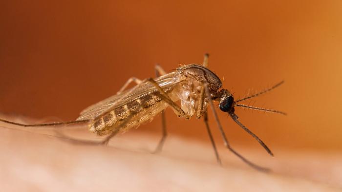 Primo caso di virus West Nile a Grosseto, scatta l'indagine ambientale
