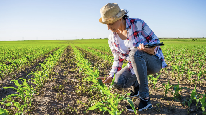 Giovani agronomi di talento cercansi: "A Rispescia potranno lavorare sull'agricoltura del futuro"
