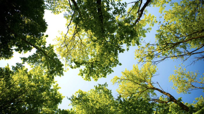 Il taglio di 215 alberi finisce in Consiglio comunale: "Intere aree della città resteranno senza verde"