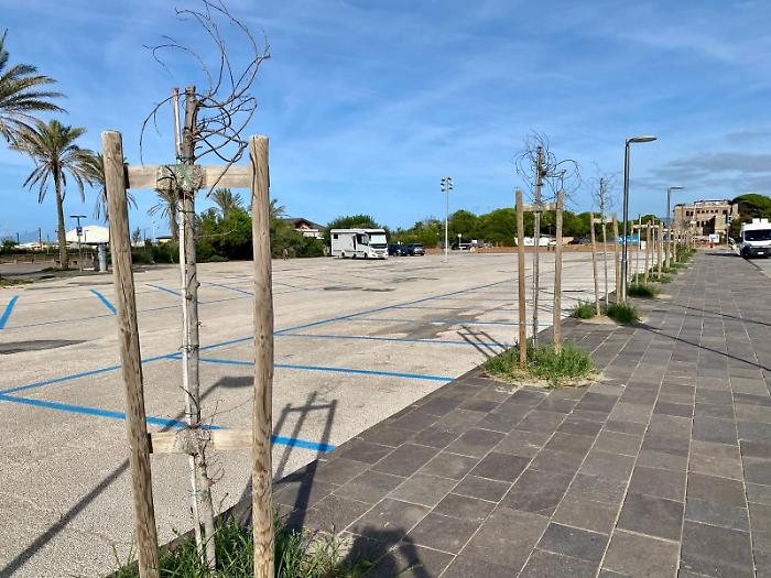Cinquanta alberi appena piantati e già seccati: "Chiarire le responsabilità"