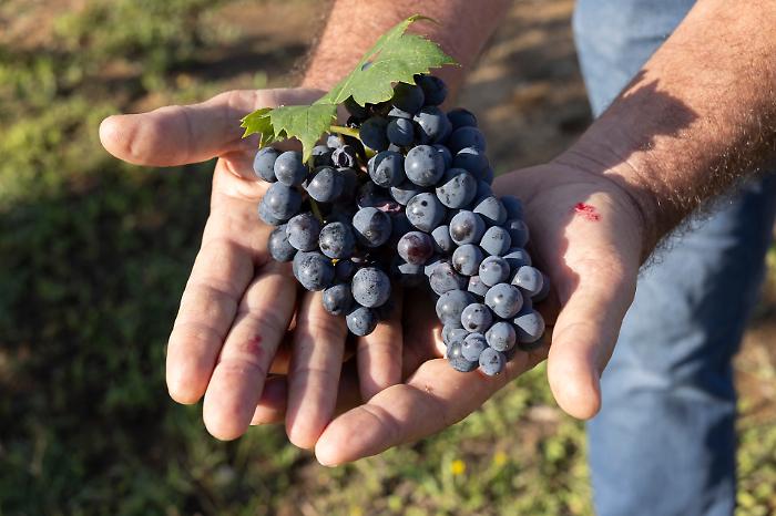 Morellino, è tempo di vendemmia: produzione in calo, ma ottima qualità