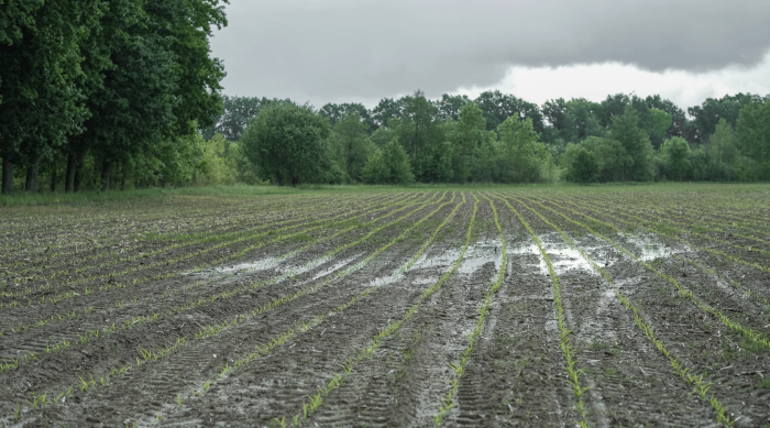 Clima impazzito, agricoltura in ginocchio: "In un mese è caduta un quarto della pioggia di un anno, semina impossibile"