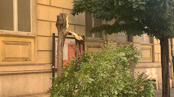 Albero spezzato in via Oberdan