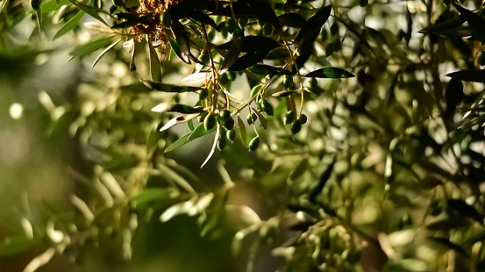 Raccolta delle olive Follonica