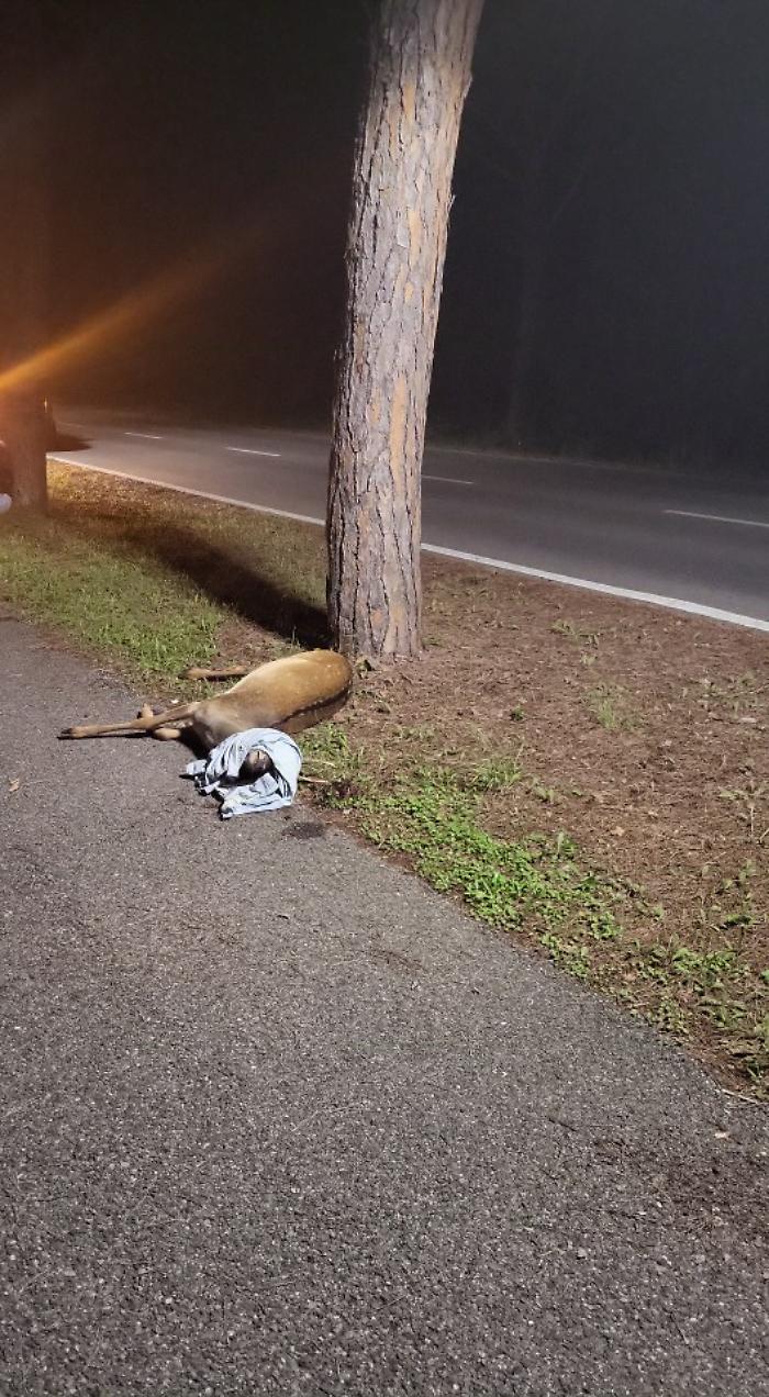 Investe un daino con l'auto e chiede aiuto, ma l'animale muore