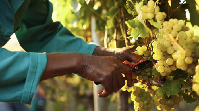 Vendemmia, arriva il sindacato di strada: Brigate del lavoro contro caporalato e sfruttamento