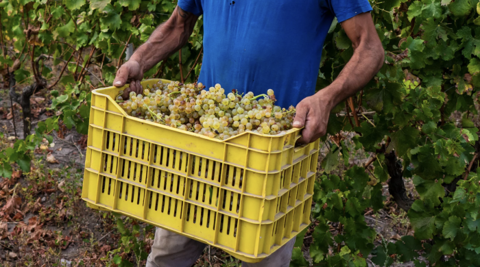 Lavoro nero e gravi violazioni delle norme di salute e sicurezza, sospese due aziende vitivinicole