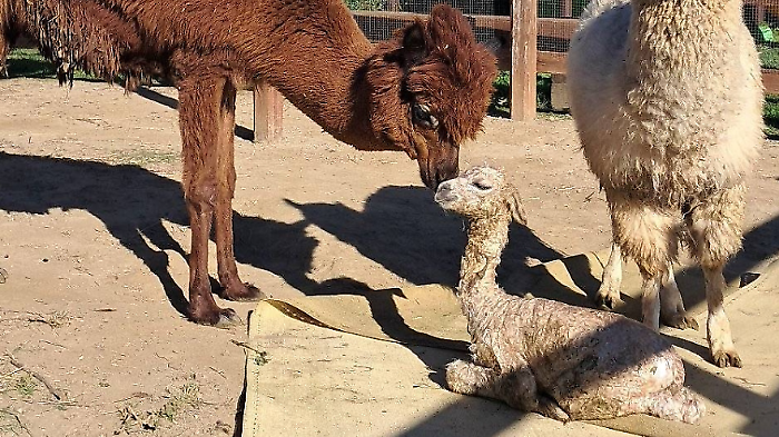 Fiocco azzurro in Fattoria, è nato un baby alpaca