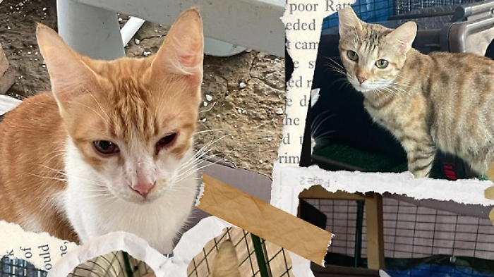 I gatti sequestrati a Follonica