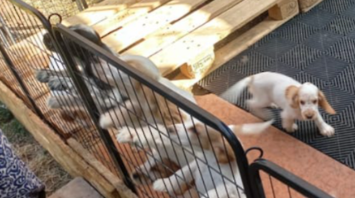 L'allevamento “fantasma” di cuccioli di Cocker Spaniel