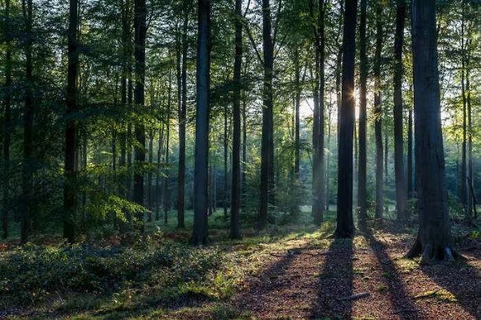 Al via il bando per la prevenzione dei danni alle foreste