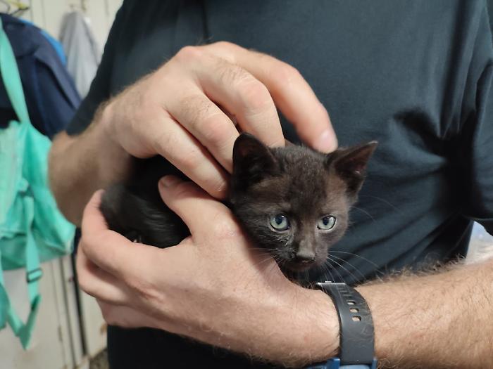 Gattino intrappolato in fabbrica, salvato dagli operai: ora cerca casa