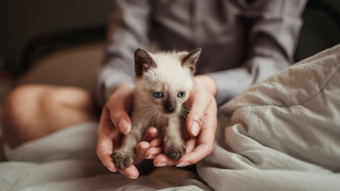 Le ceneri degli animali tumulate con i loro padroni: "Loculo condiviso per un amore che va oltre la vita"