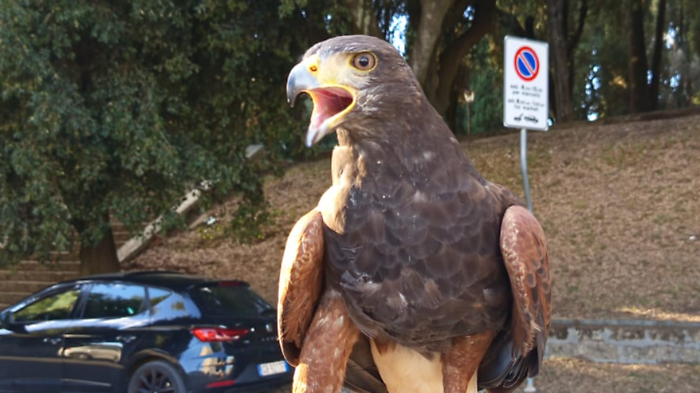 Rapaci in volo contro l'invasione dei piccioni nel centro storico e nelle frazioni