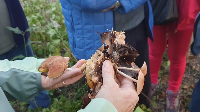 La Giornata dei funghi