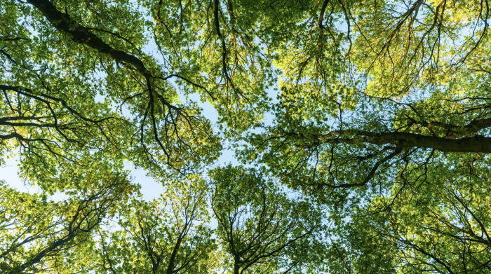 Stop all'abbattimento di 215 alberi in città: per gli ambientalisti "le valutazioni non tornano" 
