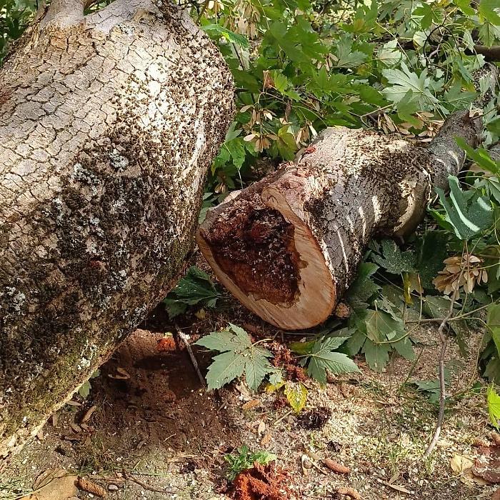 Intervento straordinario al parco del Piazzone