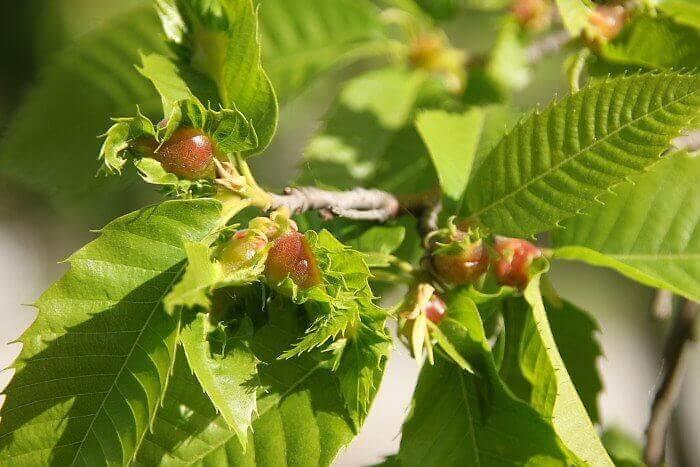 Castagni, torna l'allarme cinipide: "Nuovi focolai dell'insetto parassita, intervenga il Governo"