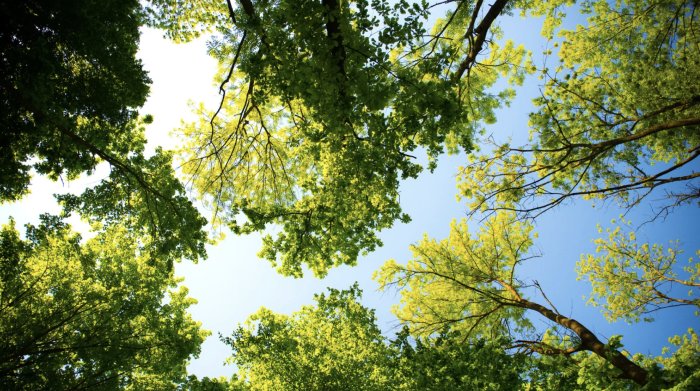 215 alberi da abbattere, il comitato non molla dopo la sconfitta al Tar e lancia una sottoscrizione