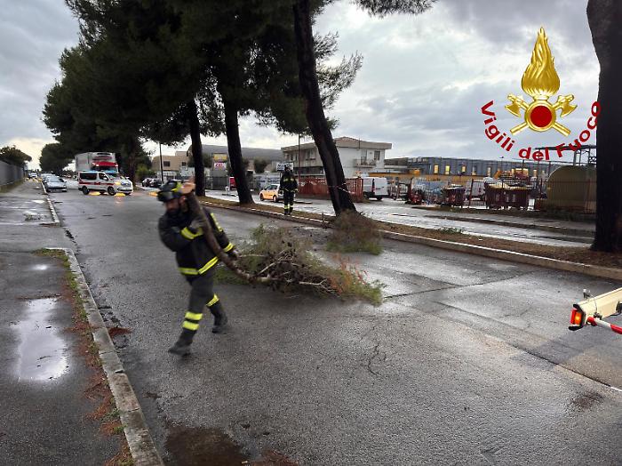 Pino a rischio crollo dopo l'urto di un mezzo pesante: abbattuto