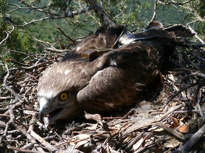 Il lungo viaggio del Biancone: 4.500 chilometri dal Parco della Maremma all'Africa