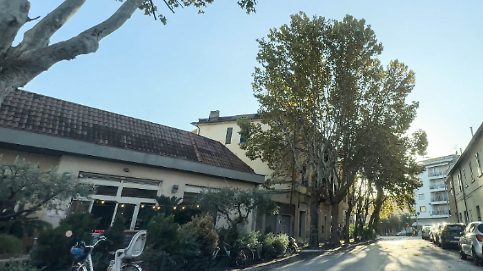 Il caso dei 215 alberi a rischio taglio finisce in commissione Garanzia: "Così trasfiguriamo la città"