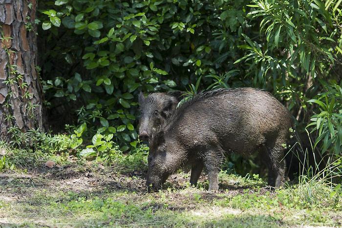 La carne dei cinghiali abbattuti in Toscana per il contenimento della fauna va in beneficenza