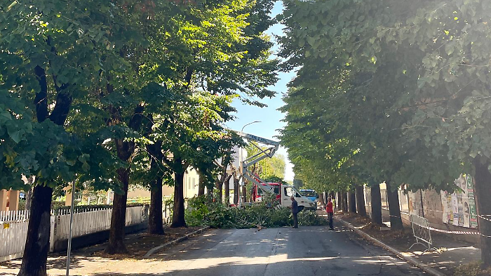 Abbattimento dei 215 alberi in città, anche Rusci è contrario: "Molti devono essere salvati"