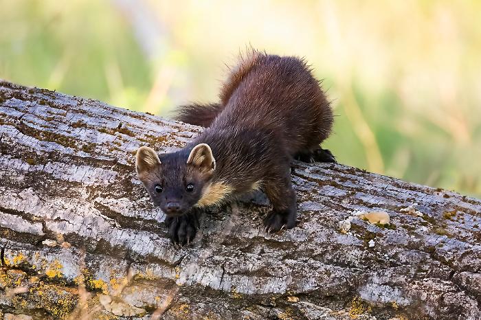 Donnole, martore e faine: due giorni sulle tracce dei piccoli carnivori al museo e al parco