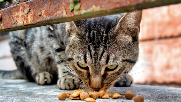 Nasce la Consulta degli animali: patto tra il Comune e quattro associazioni