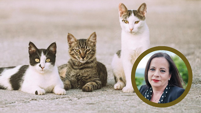 Al via la campagna di sterilizzazione dei gatti randagi