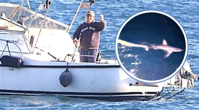 Avvistato uno squalo volpe di tre metri al largo della Feniglia