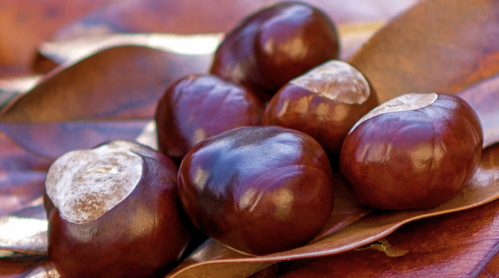 "Nessuna risorsa per la lotta al cinipide, a rischio la filiera della castagna "