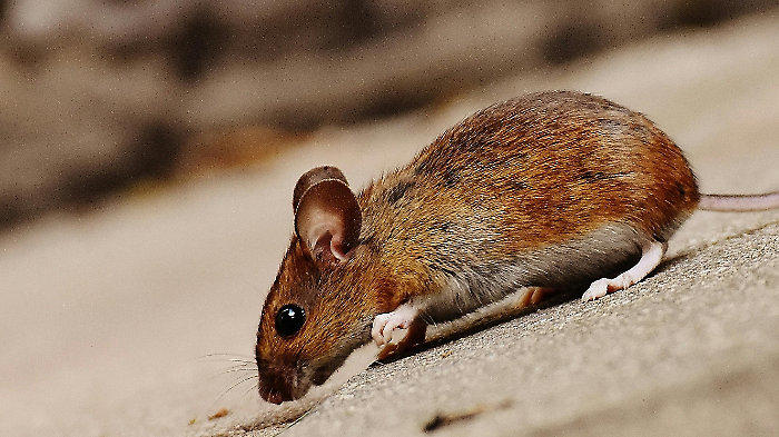 Derattizzazione a Orbetello