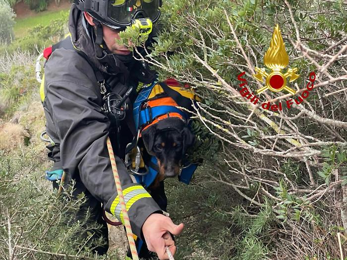 Cane precipita per dieci metri in un dirupo durante una battuta di caccia al cinghiale