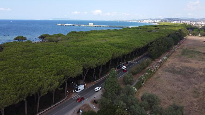 Sos pinete: fondi dalla Regione Toscana, la Maremma prepara il rilancio verde