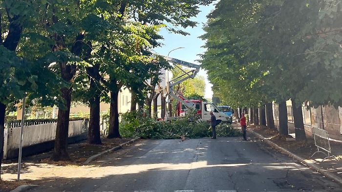 Via all'abbattimento di 215 alberi: "Sfregio irreparabile alla città e danno erariale di 2,5 milioni"