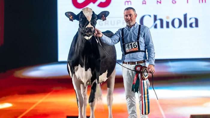 La mucca più bella d'Europa è maremmana: Ria di Toc Farm